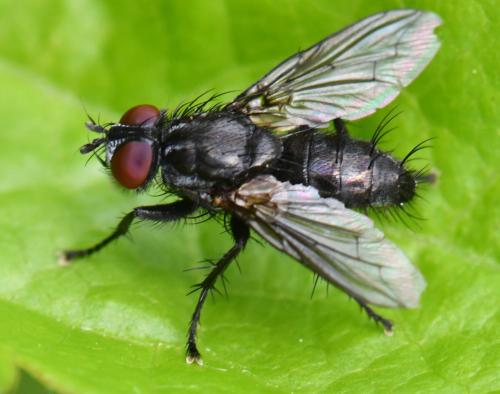 Réf. 343 627 : Nyctia halterata